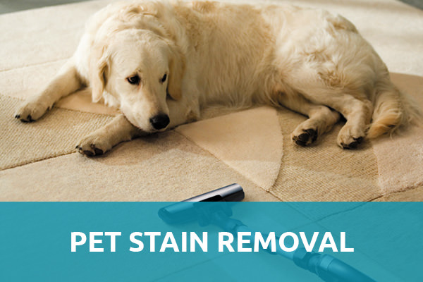 A white dog lying down on a carpet made up of cotton along with the carpet cleaner and a header title that say "Pet Stain Removal" and that is one of the services of carpet cleaning Albuquerque.